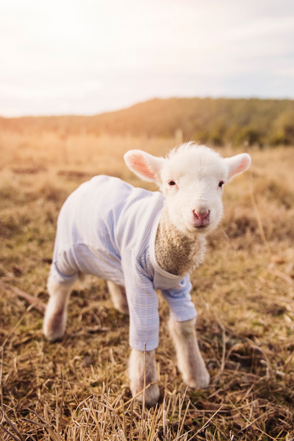Good Shepherd Ranch
